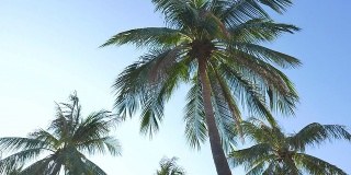 蓝天上的高清棕榈树