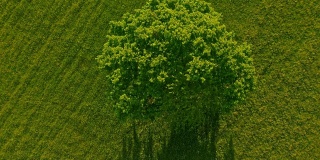 草地中央的一棵空中树