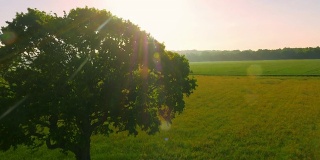 日落时草地上一棵孤独的空中树