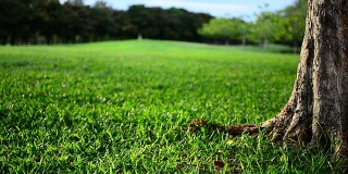 HD:绿色的草坪和运动的草