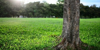 HD:绿色的草坪和运动的草