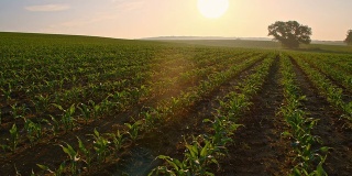 太阳升起时田间的玉米幼苗
