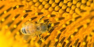 特写:蜜蜂在向日葵上喂食