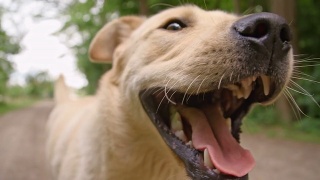 黄色拉布拉多寻回犬在土路上奔跑视频素材模板下载