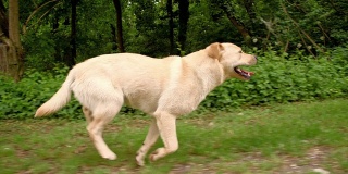 沿着森林奔跑的拉布拉多寻回犬