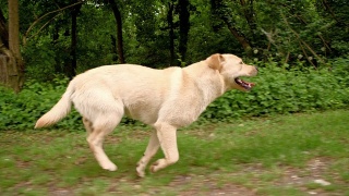 沿着森林奔跑的拉布拉多寻回犬视频素材模板下载