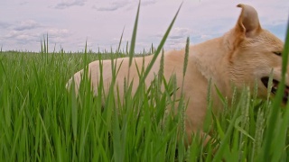 狗在绿色的大麦田里奔跑视频素材模板下载