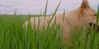 狗在绿色的大麦田里奔跑
