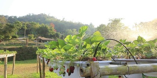 草莓农场日落，摄影车拍摄
