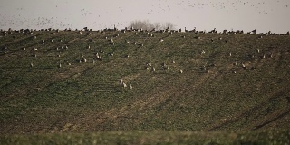 鹅在田野上觅食