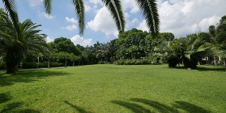 深圳公园里的草地和热带树木，实时拍摄。