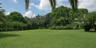 深圳公园里的草地和热带树木，实时拍摄。