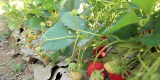 草莓农场，摄影车拍摄