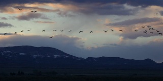 高清视频沙丘鹤飞过科罗拉多山的日落