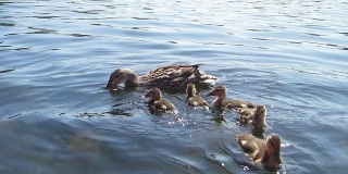 鸭妈妈和小鸭子们在湖上