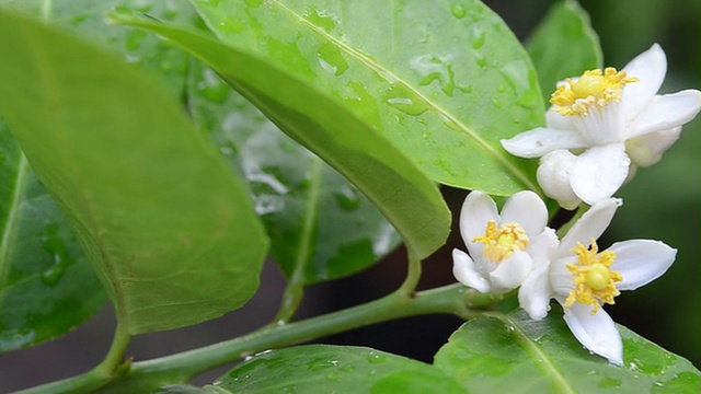 酸橙花