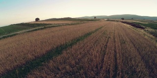 空中全景，绿色的田野，农场夏天