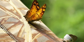 镜头上的蝴蝶，特写高清