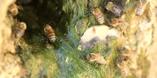 一群干渴的蜜蜂