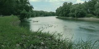 河边有柳树。景观