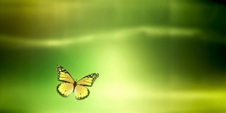 蝴蝶降落与Luma / Alpha哑光(绿色)-循环