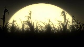 玉米地里的月光微风视频素材模板下载