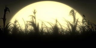 玉米地里的月光微风