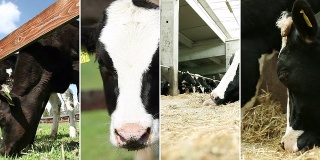 奶牛的农场。视频墙。