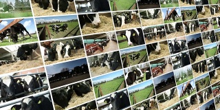 奶牛的农场。视频墙。