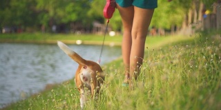 快乐的年轻女人和宠物狗在公园慢跑