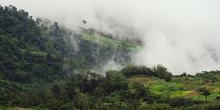 山,雾。/泰国碧差汶省公园府，雨季。