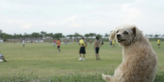 狗看足球。