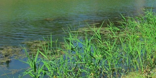 夏天美丽的沼泽