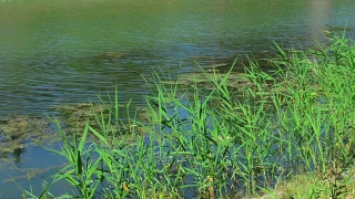 夏天美丽的沼泽视频素材模板下载