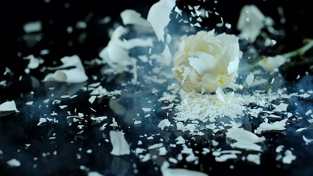 SLO MO冻玫瑰花粉碎在黑色的表面