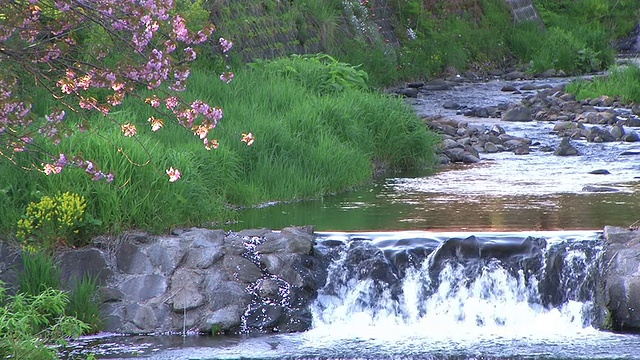 高清:夕阳下的小溪和盛开的樱花(视频)