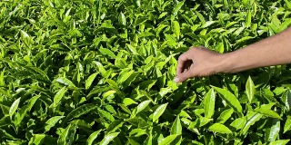 检查茶植物