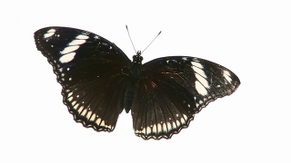 黑色的蝴蝶。视频素材模板下载