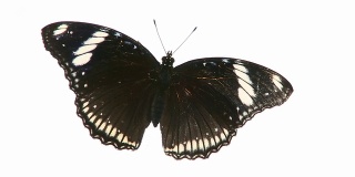 黑色的蝴蝶。