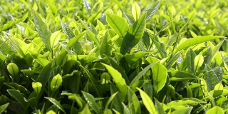 绿茶芽和新鲜的叶子。茶园。