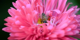 蜜蜂吮吸