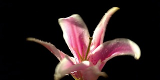 百合花在美丽的光与水滴