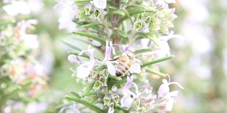 蜜蜂从花朵中采集花粉