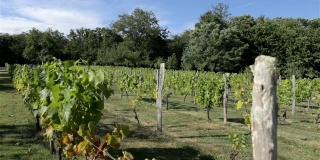 种植在法国的葡萄