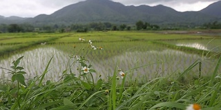 以稻田为背景，小车拍摄