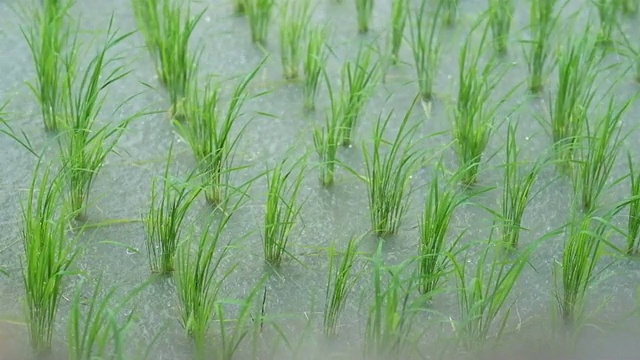 新鲜的绿色稻田伴随着雨水