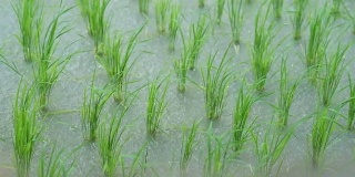 新鲜的绿色稻田伴随着雨水