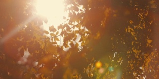 耀眼的阳光透过树叶