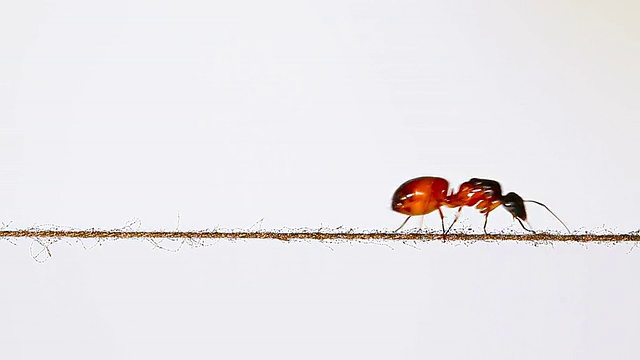 蚂蚁在一根细绳上移动