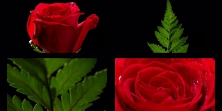 红玫瑰多帧黑色背景